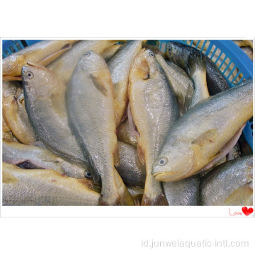 croaker kuning beku patah hati